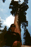 big_tree.gif